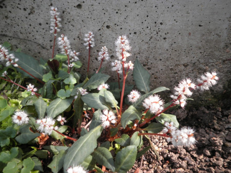 Polygonum tenuicaule
